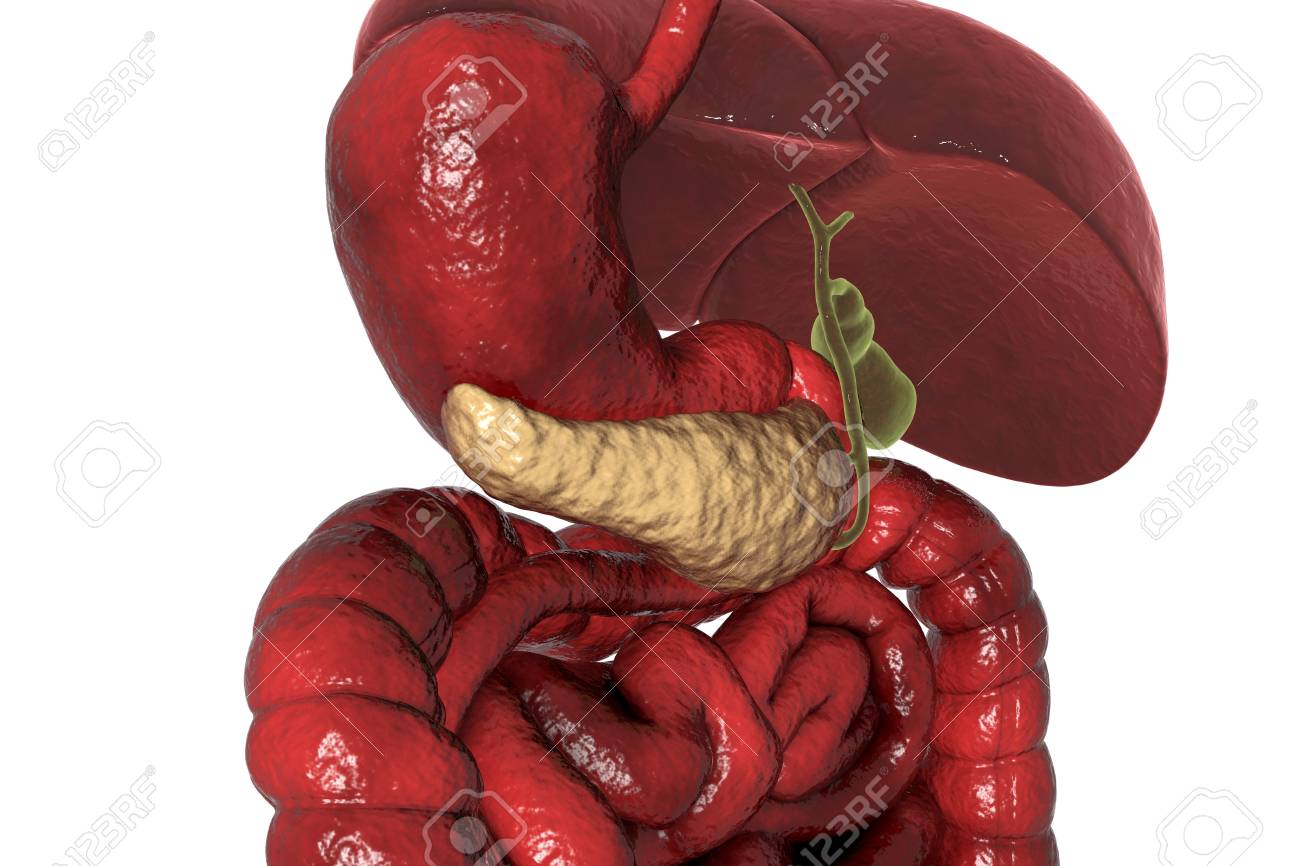 Human Pancreas Anatomy 3d Illustration Showing Organs Of Digestive Stock Photo Picture And Royalty Free Image Image 97203730