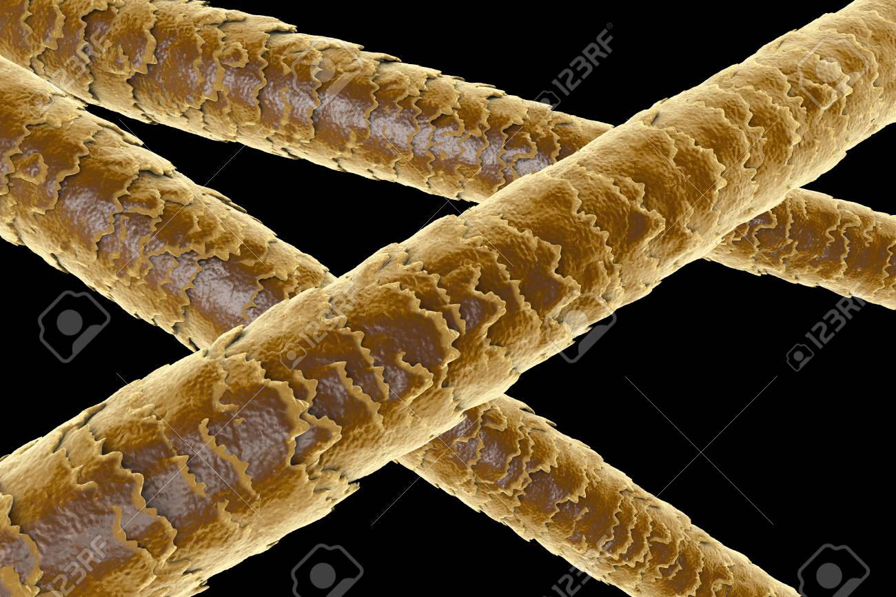 human hair through a microscope
