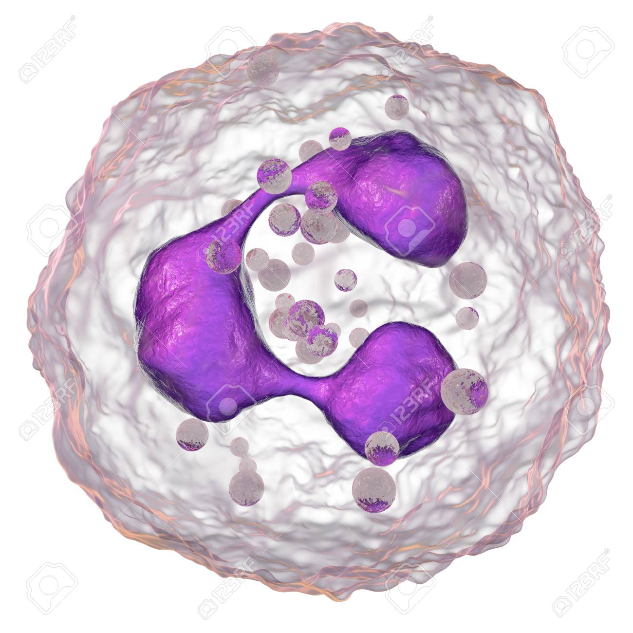 105154570-neutrophil-a-white-blood-cell-