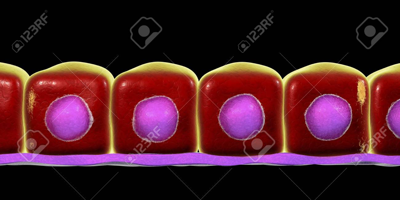 Simple Cuboidal Epithelium 3d Illustration Histology Background Cuboidal Epithelium Is Found In Exocrine Glands Pancreas Kidney Tubules Stock Photo Picture And Royalty Free Image Image