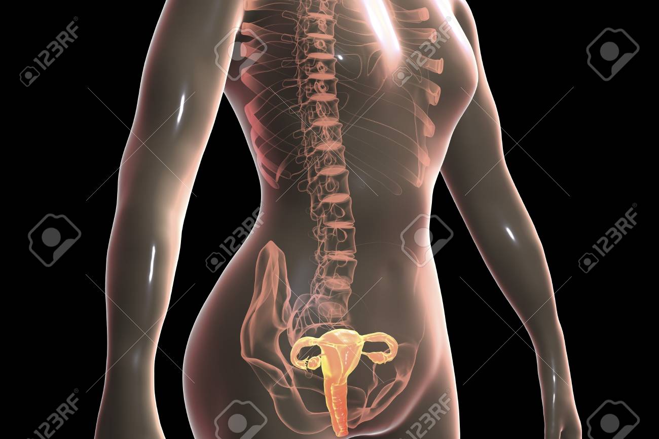 Anatomy Of Female Reproductive System, 3D Illustration. Female Gynecology  Organs Highlighted Inside Body Stock Photo, Picture and Royalty Free Image.  Image 106351933., image size:1300x866