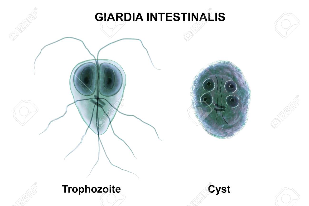giardia trophozoite size