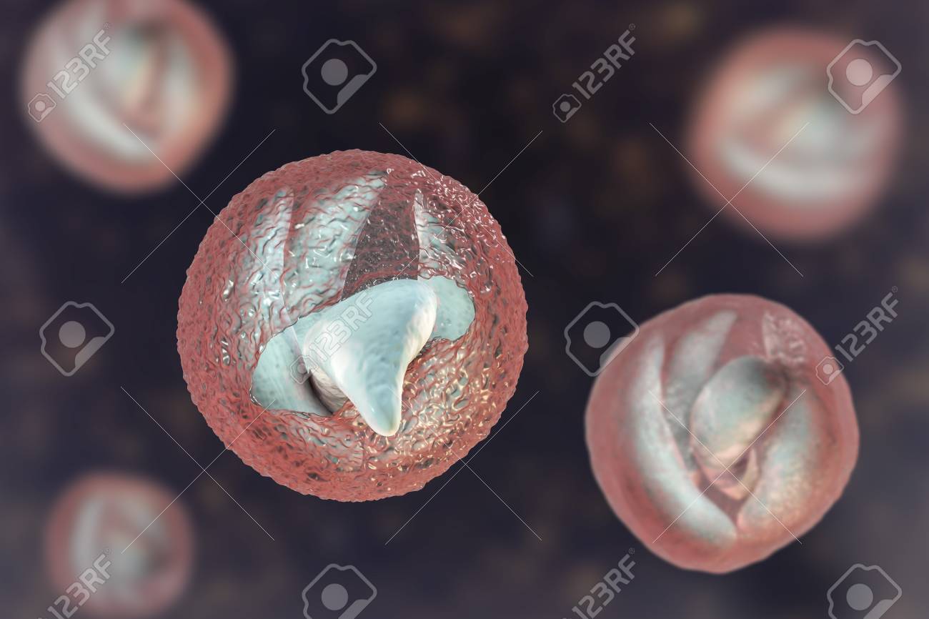 Release Of Sporozoites From Cryptosporidium Parvum Oocyst, 3D Illustration.  Cryptosporidium Is A Protozoan, Microscopic Parasite, The Causative Agent  Of The Diarrheal Disease Cryptosporidiosis Stock Photo, Picture and Royalty  Free Image. Image 115153555.