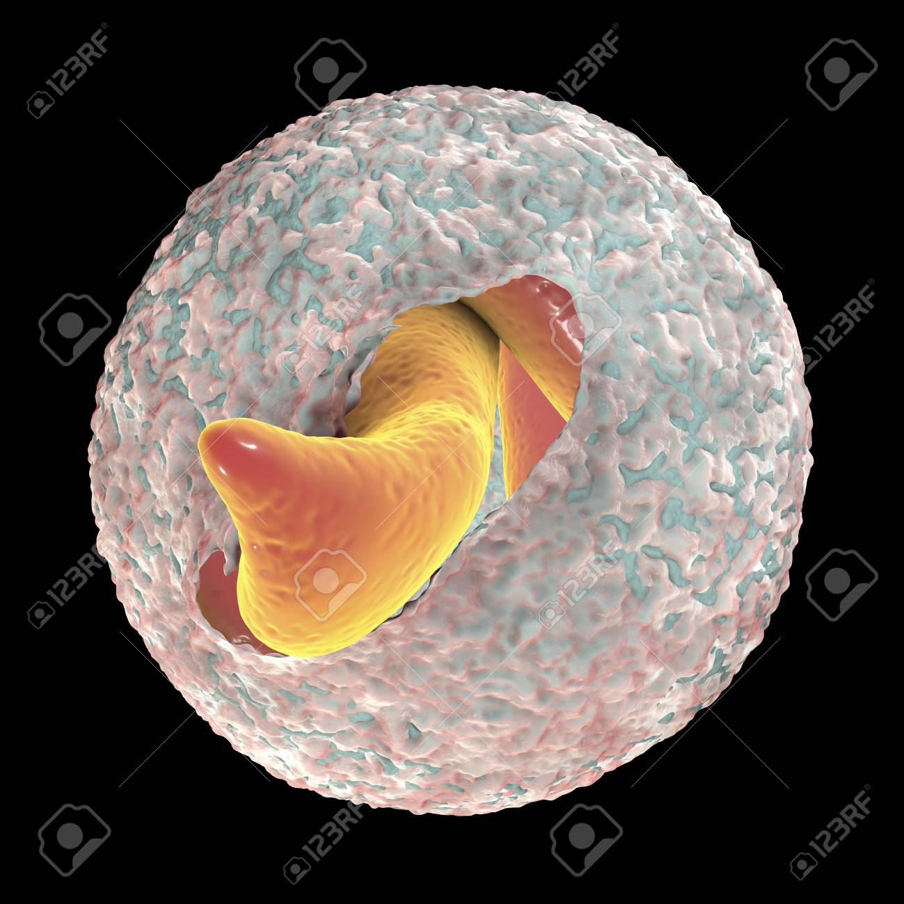 Release Of Sporozoites From Cryptosporidium Parvum Oocyst, 3D Illustration.  Cryptosporidium Is A Protozoan, Microscopic Parasite, The Causative Agent  Of The Diarrheal Disease Cryptosporidiosis Stock Photo, Picture and Royalty  Free Image. Image 115153679.