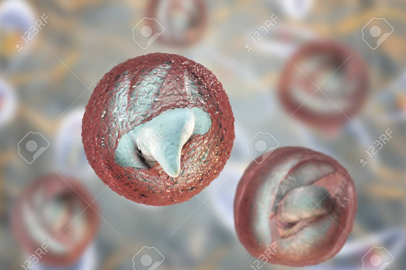 Release Of Sporozoites From Cryptosporidium Parvum Oocyst, 3D Illustration.  Cryptosporidium Is A Protozoan, Microscopic Parasite, The Causative Agent  Of The Diarrheal Disease Cryptosporidiosis Stock Photo, Picture and Royalty  Free Image. Image 115153709.