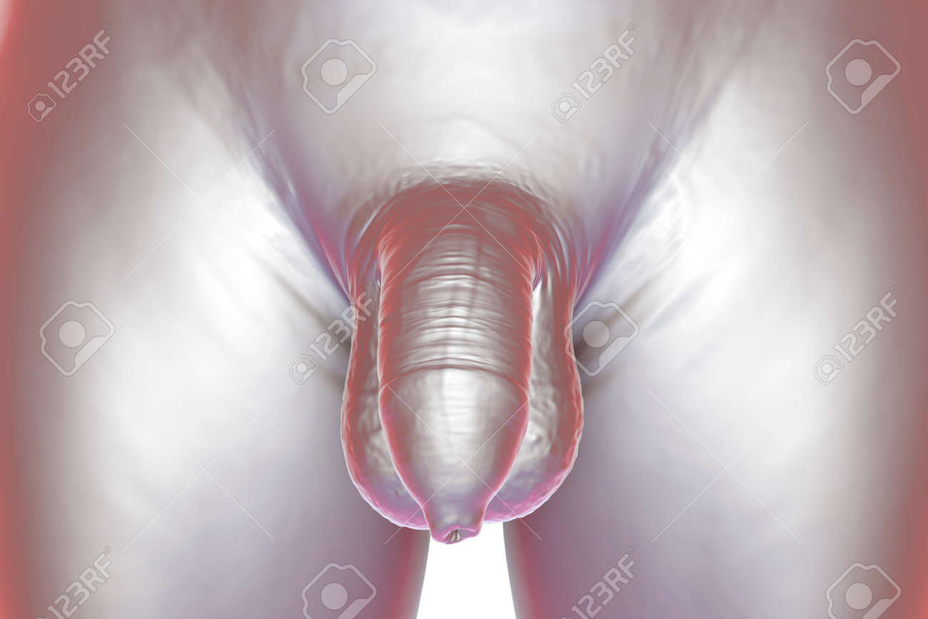 Pene Humano No Circuncidado, Vista Frontal, Ilustración 3D Anatómica Fotos,  retratos, imágenes y fotografía de archivo libres de derecho. Image  173159898