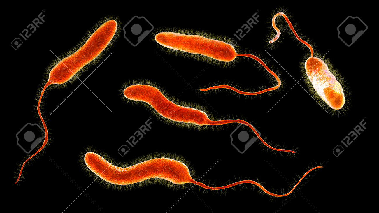 Vibrio Cholerae Bacteria, 3D Illustration. Bacterium Which Causes Cholera  Disease And Is Transmitted By Contaminated Water Stock Photo, Picture and  Royalty Free Image. Image 190404854., image size:1300x731