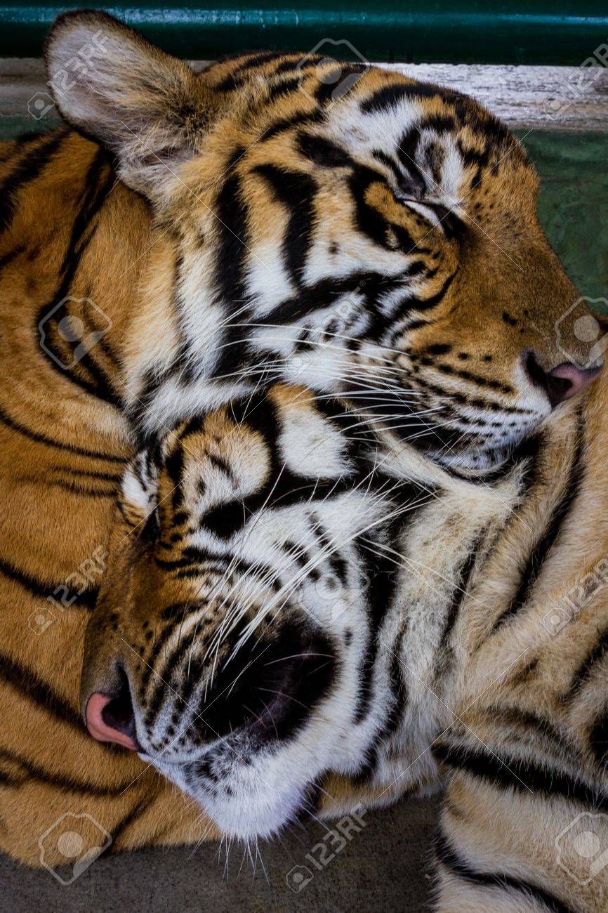 asian tigers