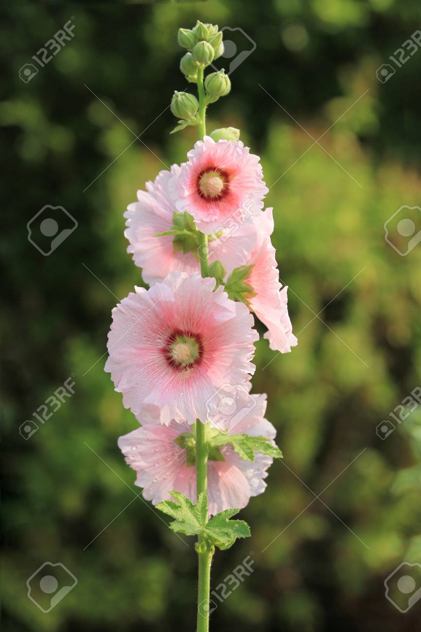 Pink Hollyhock Flower In Garden Stock Photo, Picture And Royalty Free  Image. Image 98623891.