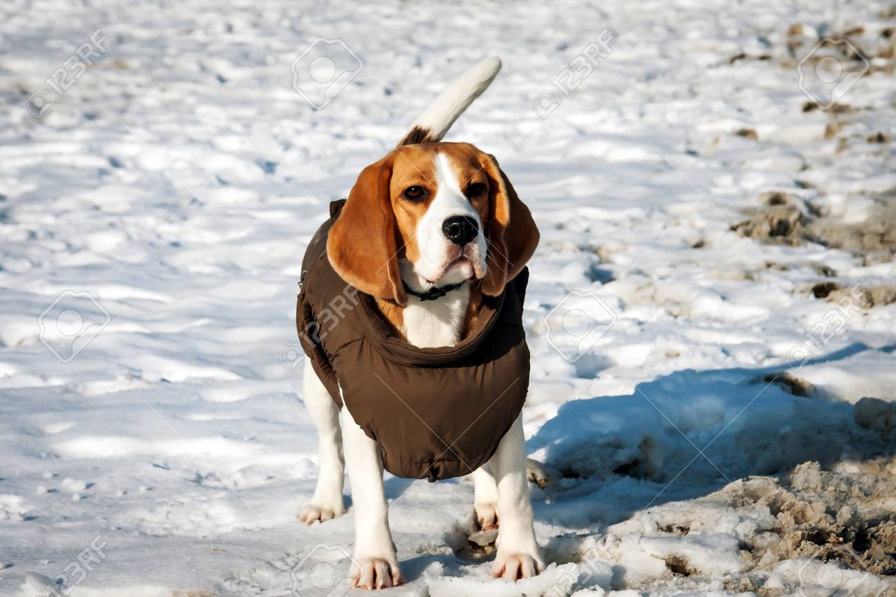 beagle clothes