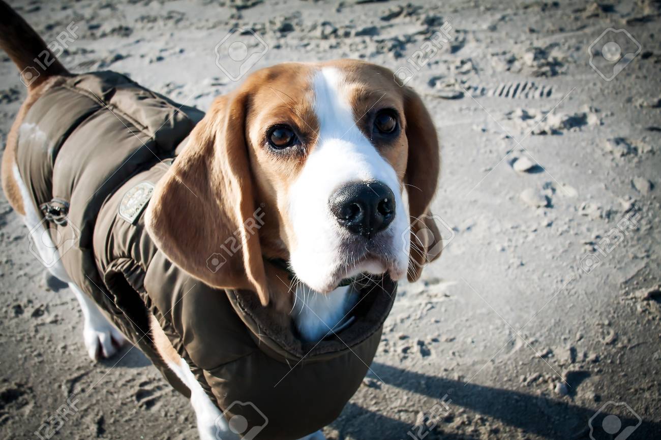 beagle clothes