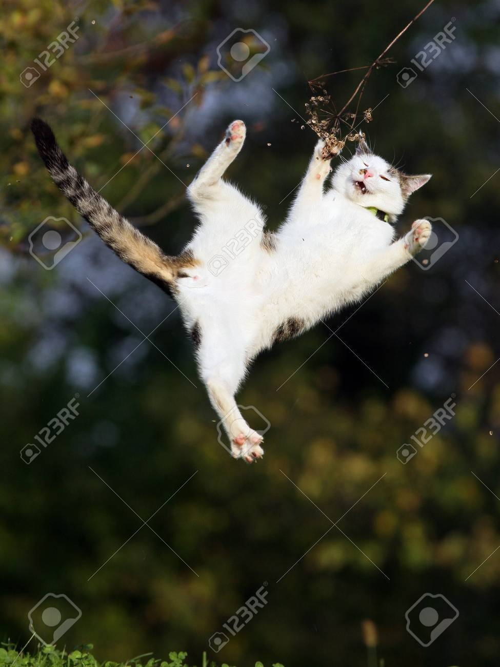 cat jumping in grass