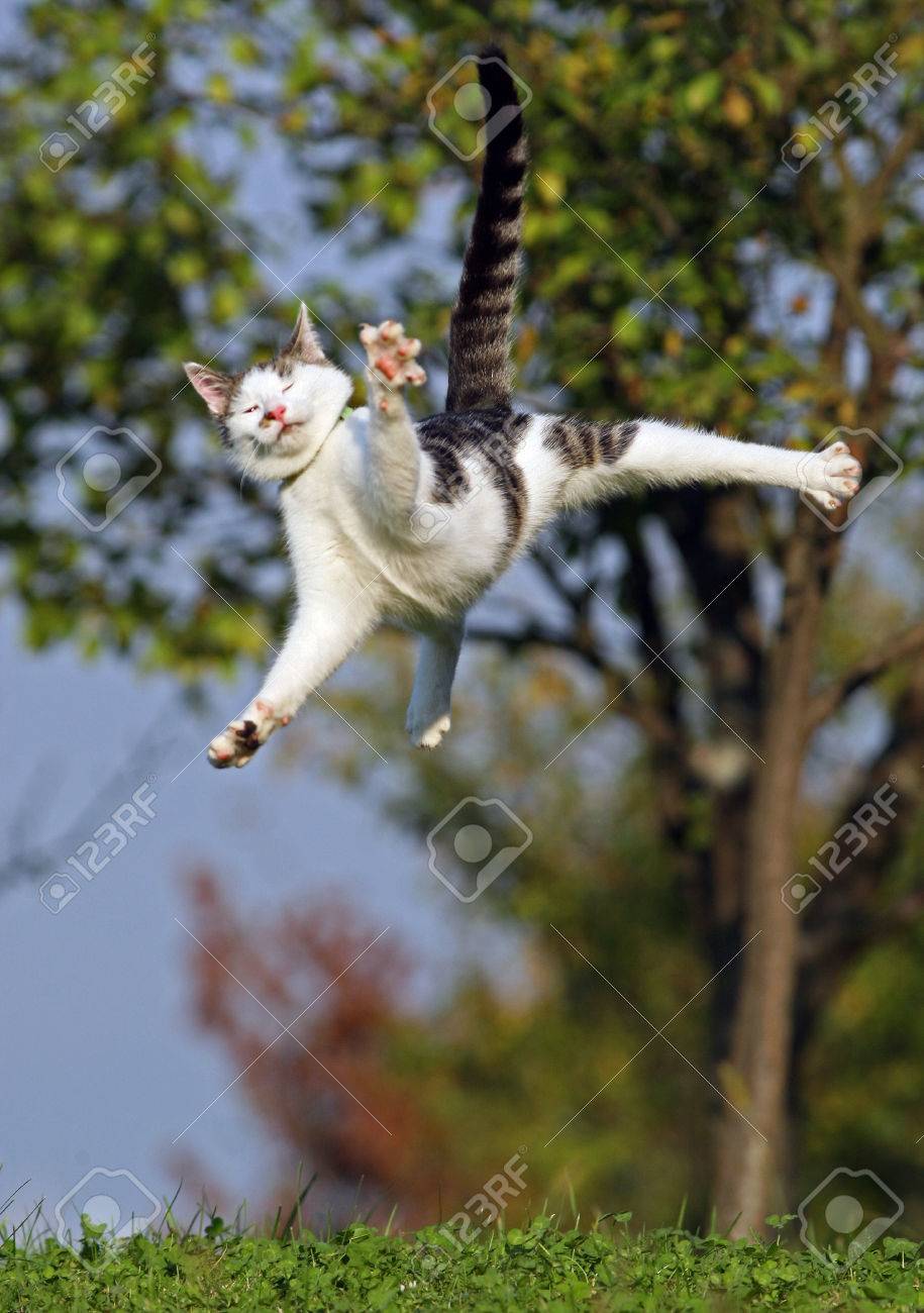 cat jumping in grass
