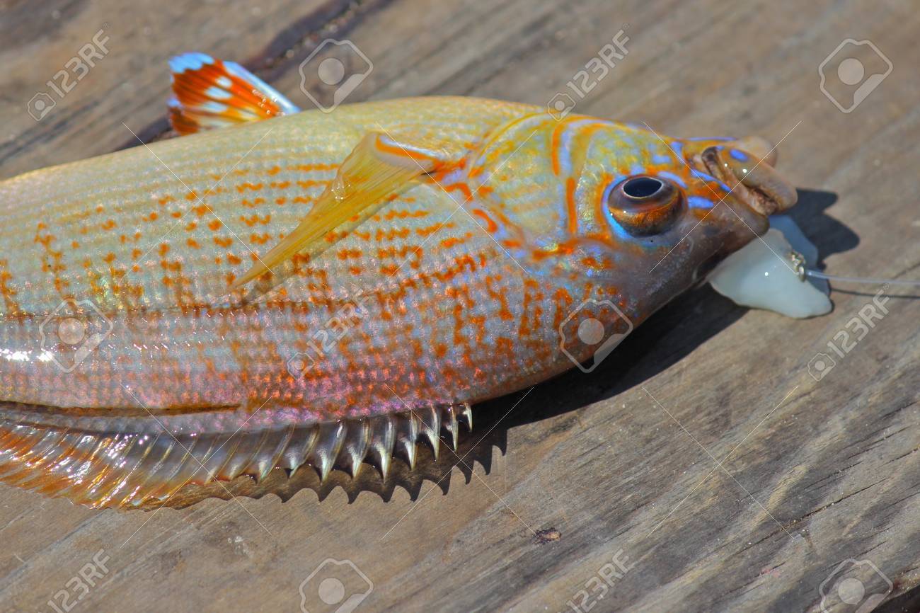 桟橋に釣られた魚 の写真素材 画像素材 Image