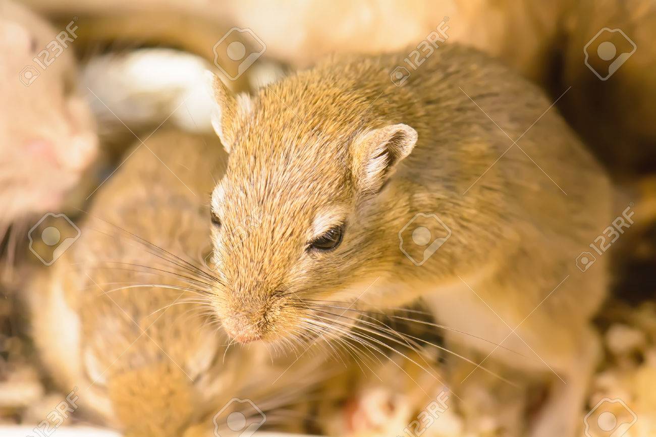 Immagini Stock Un Gerbil O Chiamato Ratto Del Deserto E Un Piccolo Mammifero Image 81183814
