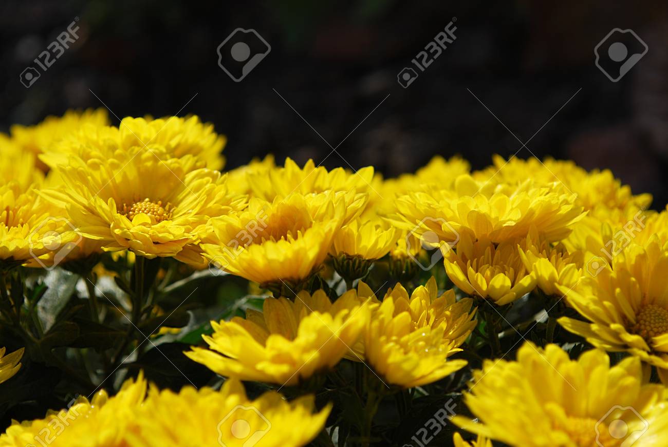 etiam-dictum-ipsum-a-felis