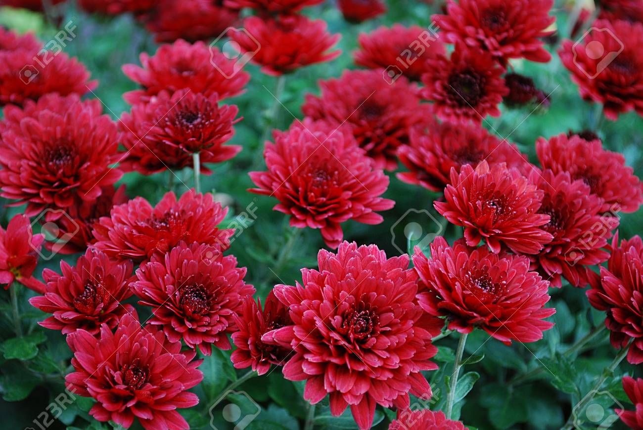 赤菊 の写真素材 画像素材 Image