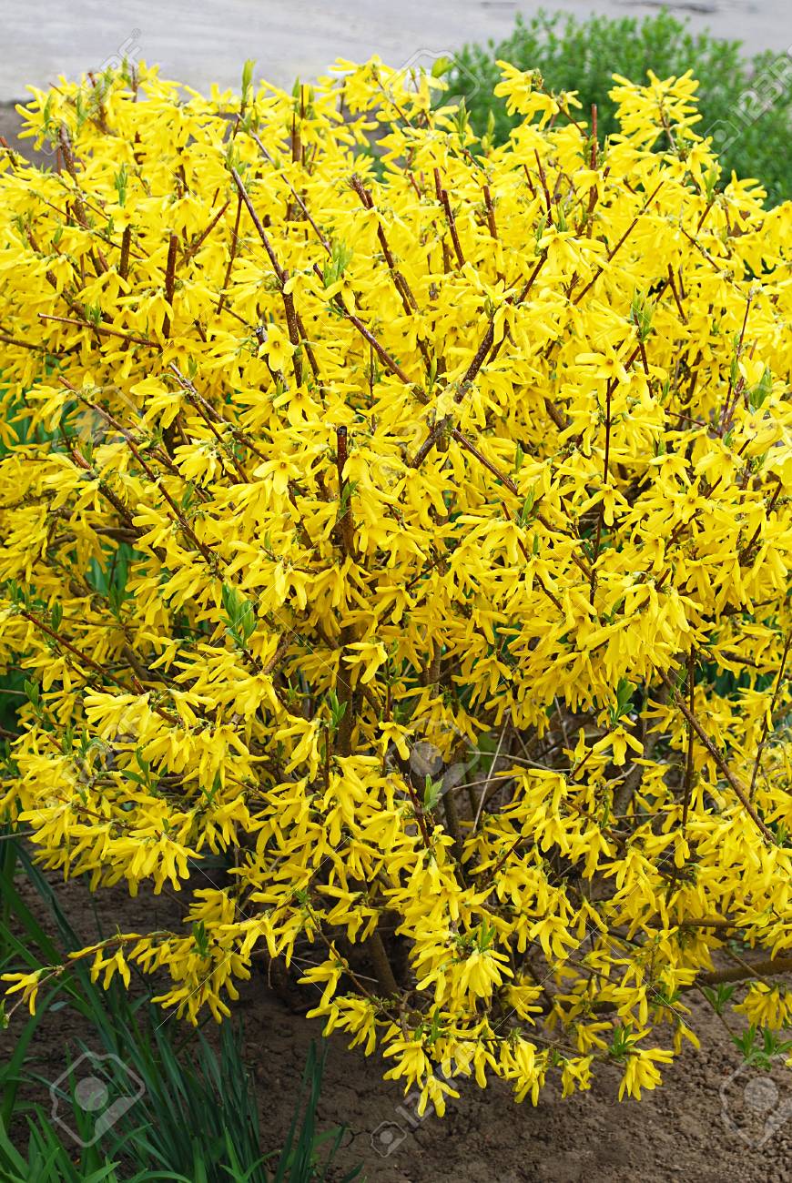 Blühende Büsche - Gelbe, Helle Forsythien Lizenzfreie Fotos, Bilder und  Stock Fotografie. Image 100983350.