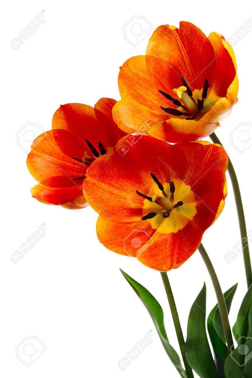 Beautiful bouquet from three flowers on white background - 32502929 Beautiful bouquet from three flowers on white background - 32502929