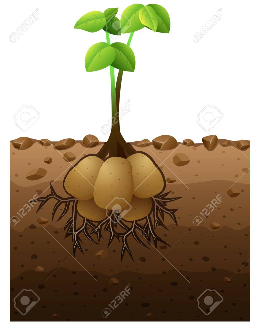 根地下図と馬鈴薯のベクトル図 のイラスト素材 ベクタ Image