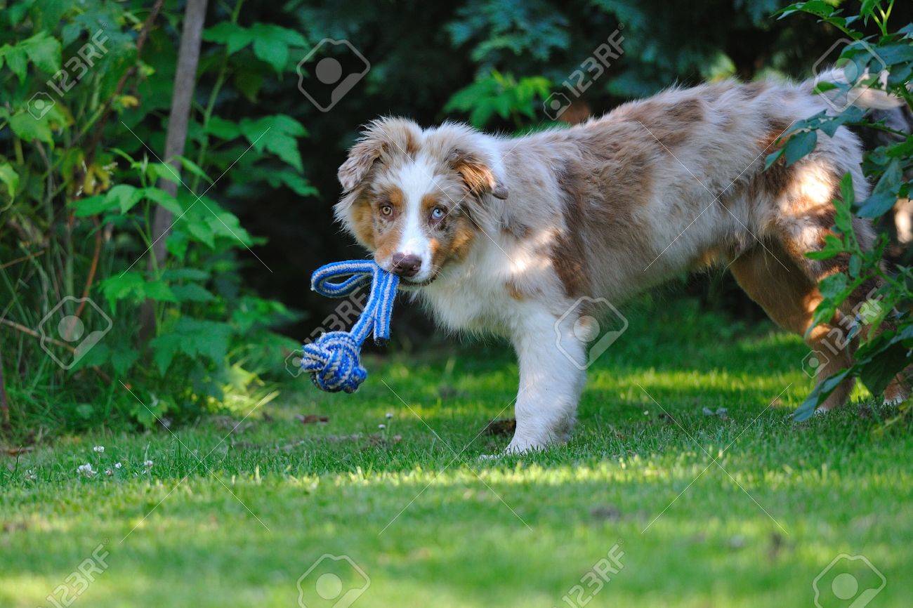 red merle dog
