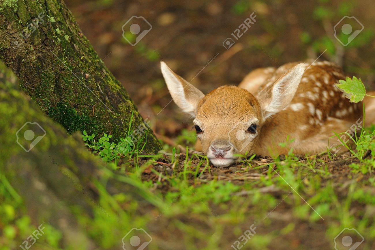 生まれたばかりのかわいい若いファロー鹿草の上に横たわる の写真素材 画像素材 Image 生まれたばかりのかわいい若いファロー鹿草の上に横たわる の写真素材 画像素材 Image