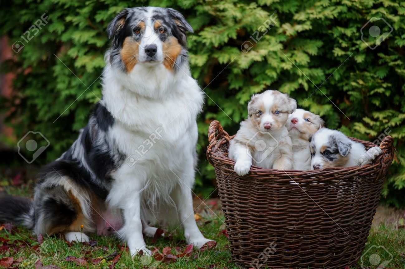 australian shepherd puppy to adult