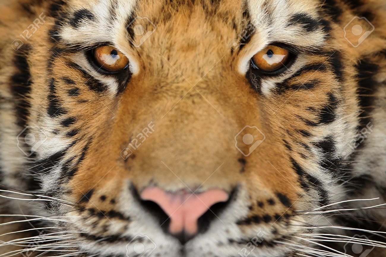 Siberian Tiger Face Detail. Aggressive Stare Look Meaning Danger For The  Prey. Closeup View To Angry Expression. Stock Photo, Picture and Royalty  Free Image. Image 76047424., image size:1300x865