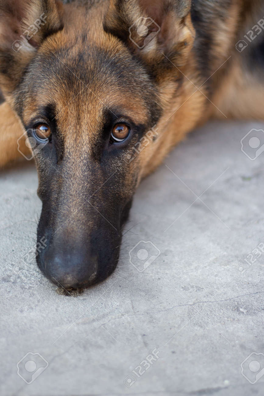 Beautiful German Shepherd Girl With A Cute Look And A Mole Lies On The Steps Portrait Stock Photo Picture And Royalty Free Image Image 158246137
