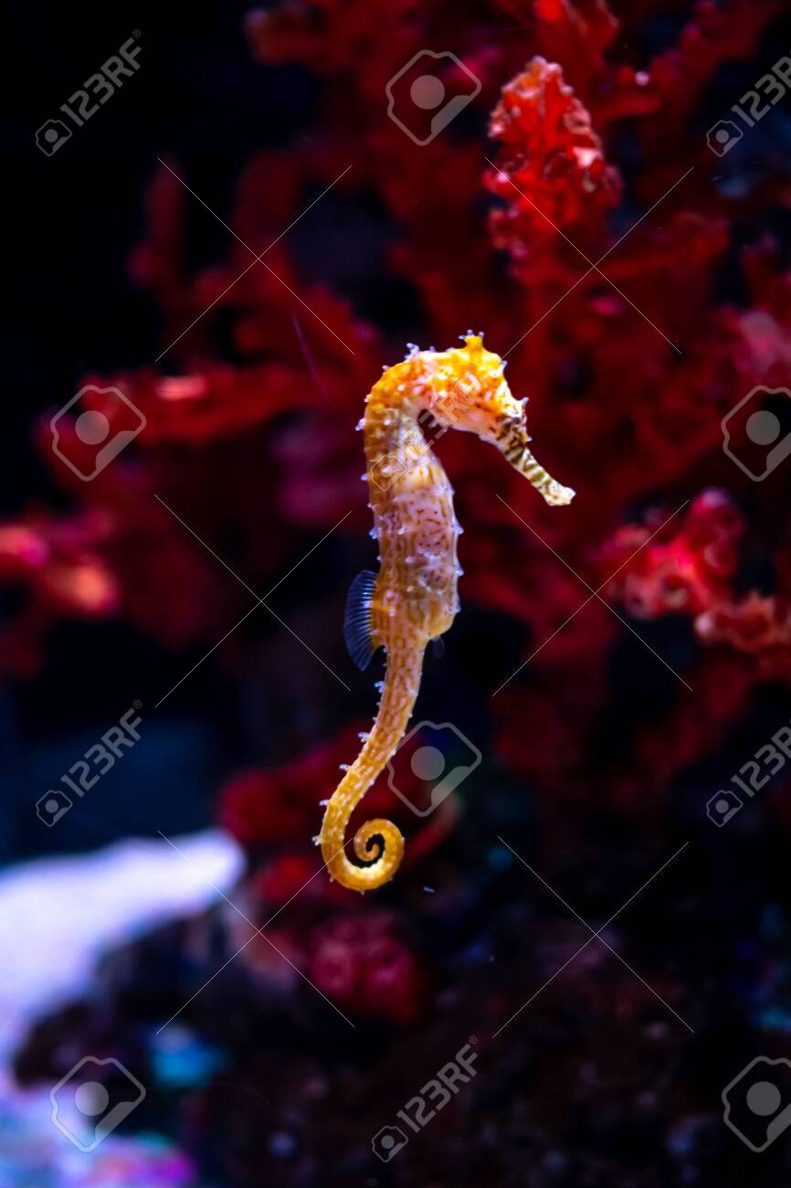 Sea horse in aquarium. These seahorses live in the warm seas around Indonesia, Philippines and Malaysia. They are usually yellow and have an unusual black and white striped nose. - 122667078 Sea horse in aquarium. These seahorses live in the warm seas around Indonesia, Philippines and Malaysia. They are usually yellow and have an unusual black and white striped nose. - 122667078