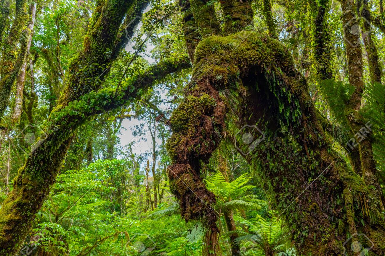 Rainforest on the west coast of South Island near Fox glacier in New Zealand - 148780396 Rainforest on the west coast of South Island near Fox glacier in New Zealand - 148780396