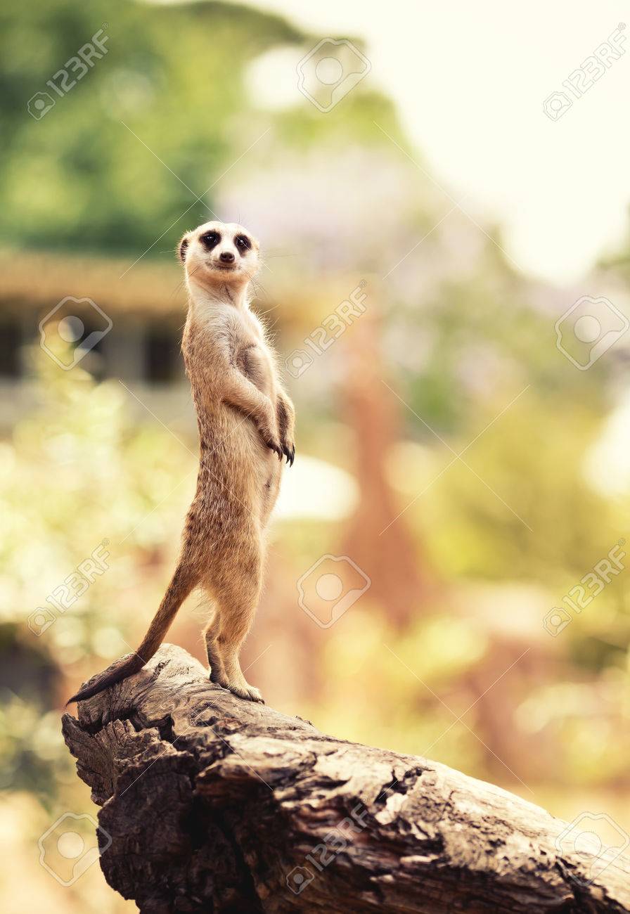 メルボルン動物園のミーアキャット Surikate の写真素材 画像素材 Image