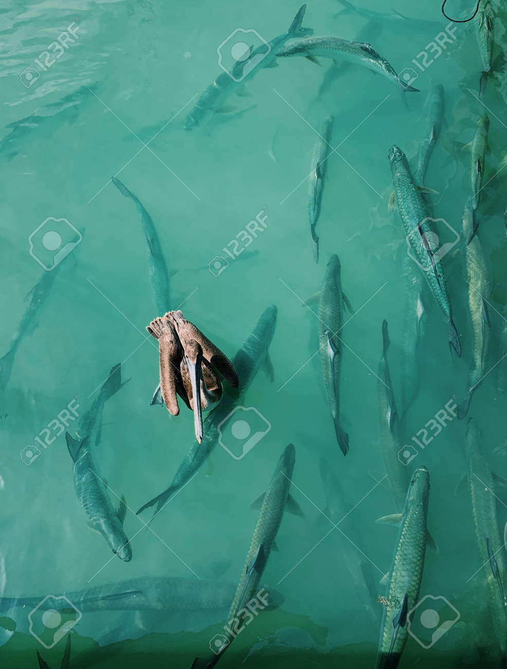 etiam-dictum-ipsum-a-felis