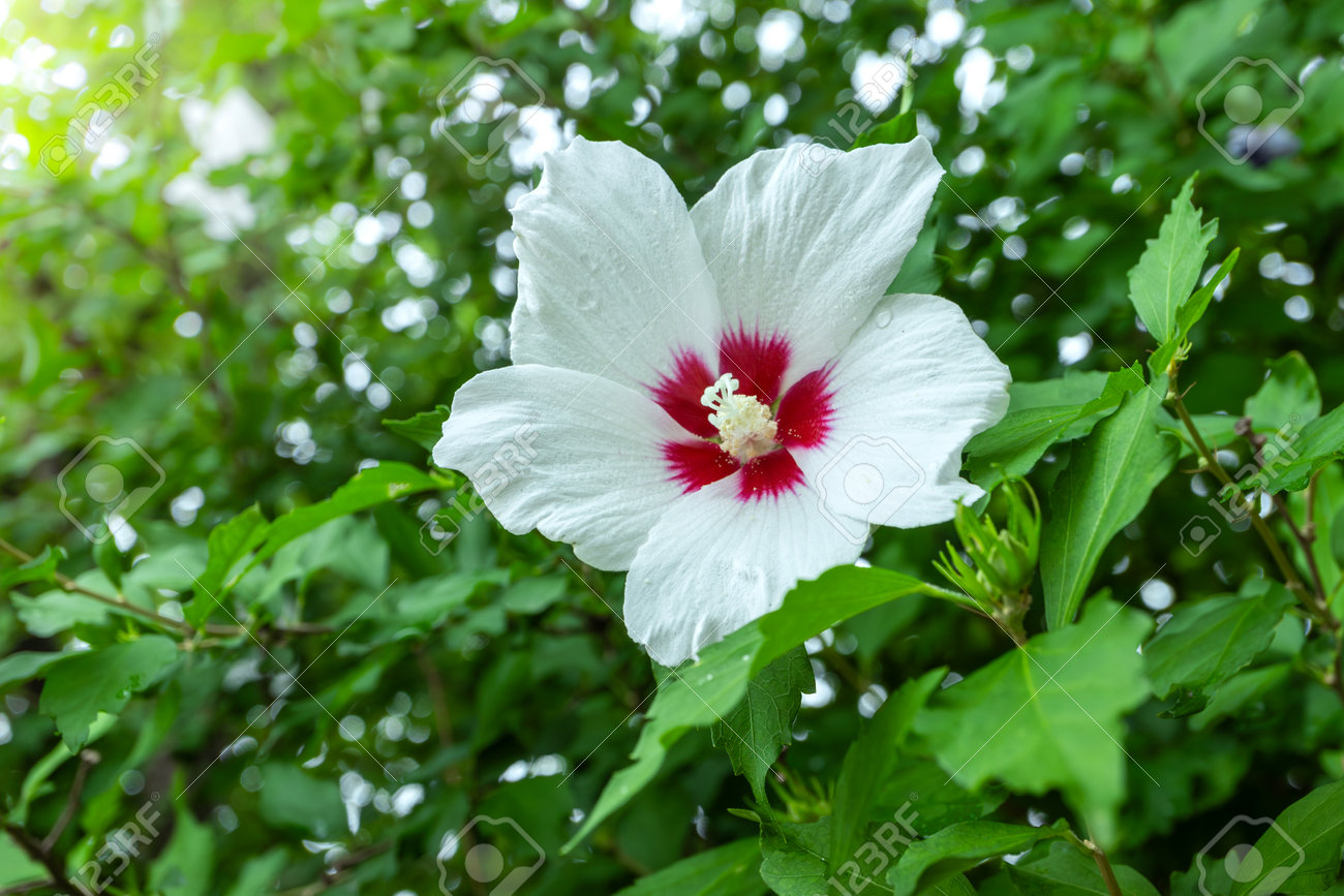 White Mugunghwa Flower Is A Korean National Flower Or In The Name Rose Of  Sharon, They Bloom In The Summer. Stock Photo, Picture and Royalty Free  Image. Image 211578629., image size:1300x867