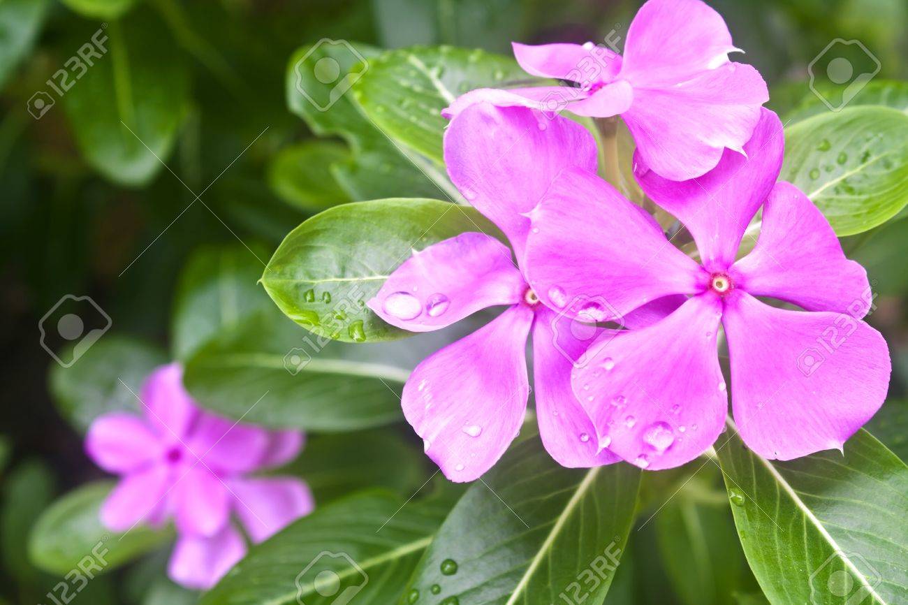 purple vinca flowers stock photo picture and royalty free image