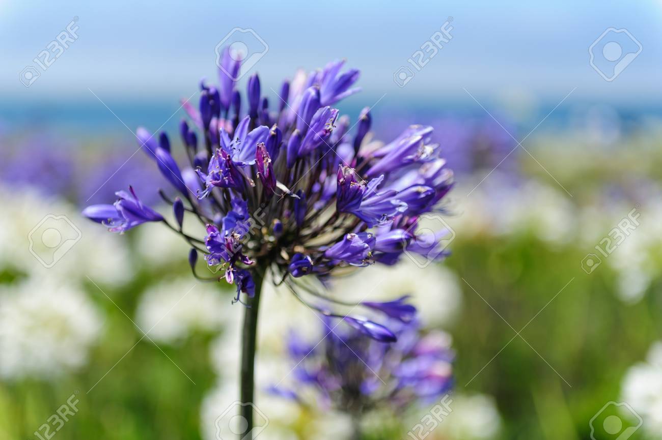 Ithuriels の槍 ブローディア弛緩症 中央カリフォルニアの海岸に咲いて夏中盤のフィールド の写真素材 画像素材 Image