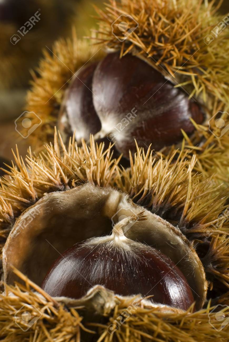 Chestnut With Spiky Outer Shell Close Up Stock Photo Picture And Royalty Free Image Image 1831297