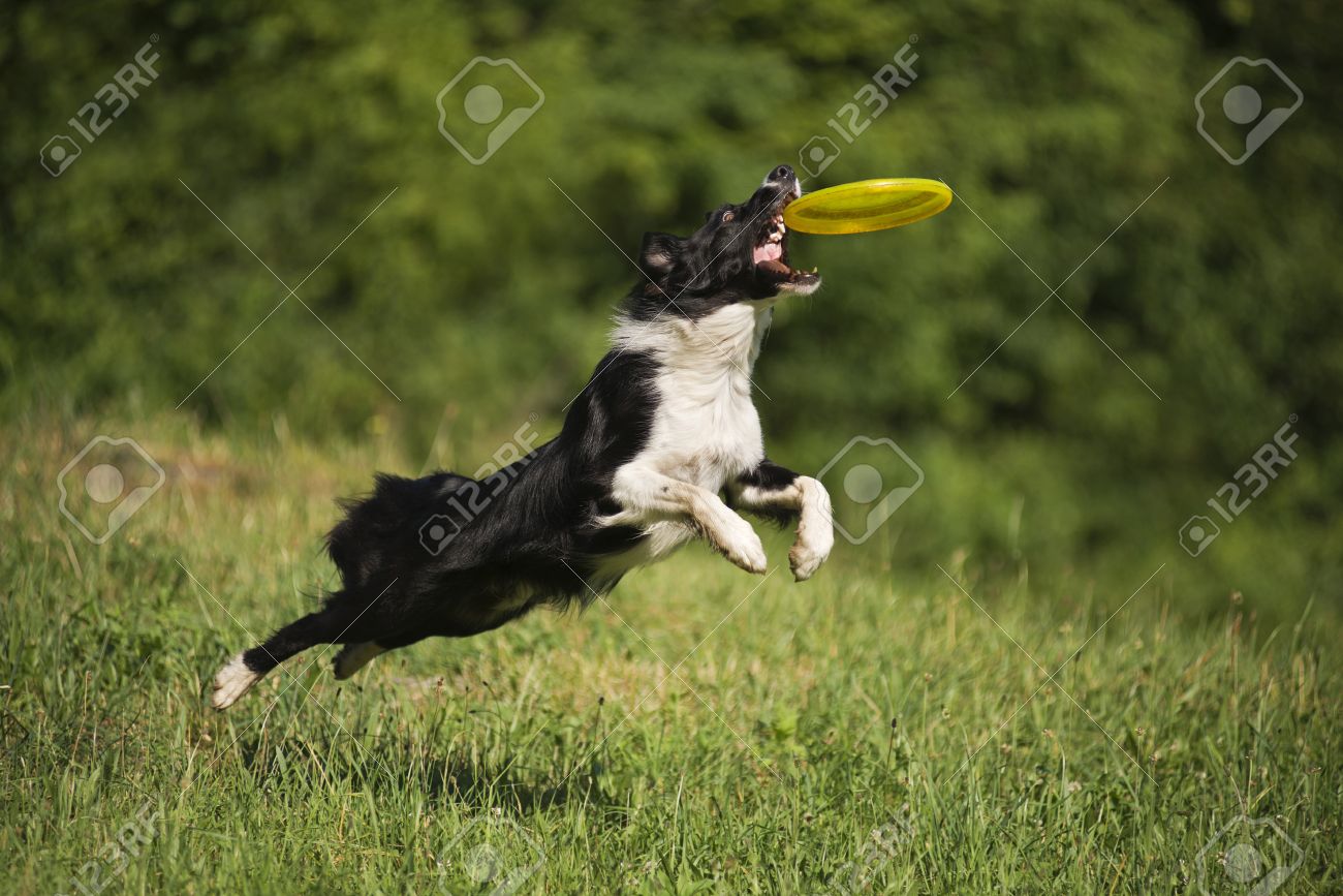 border collie frisbee
