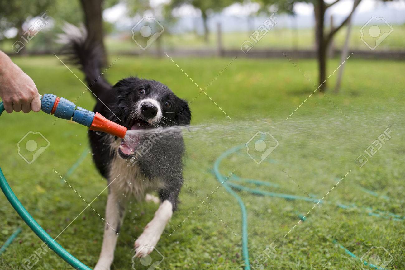 dog drinking from hose