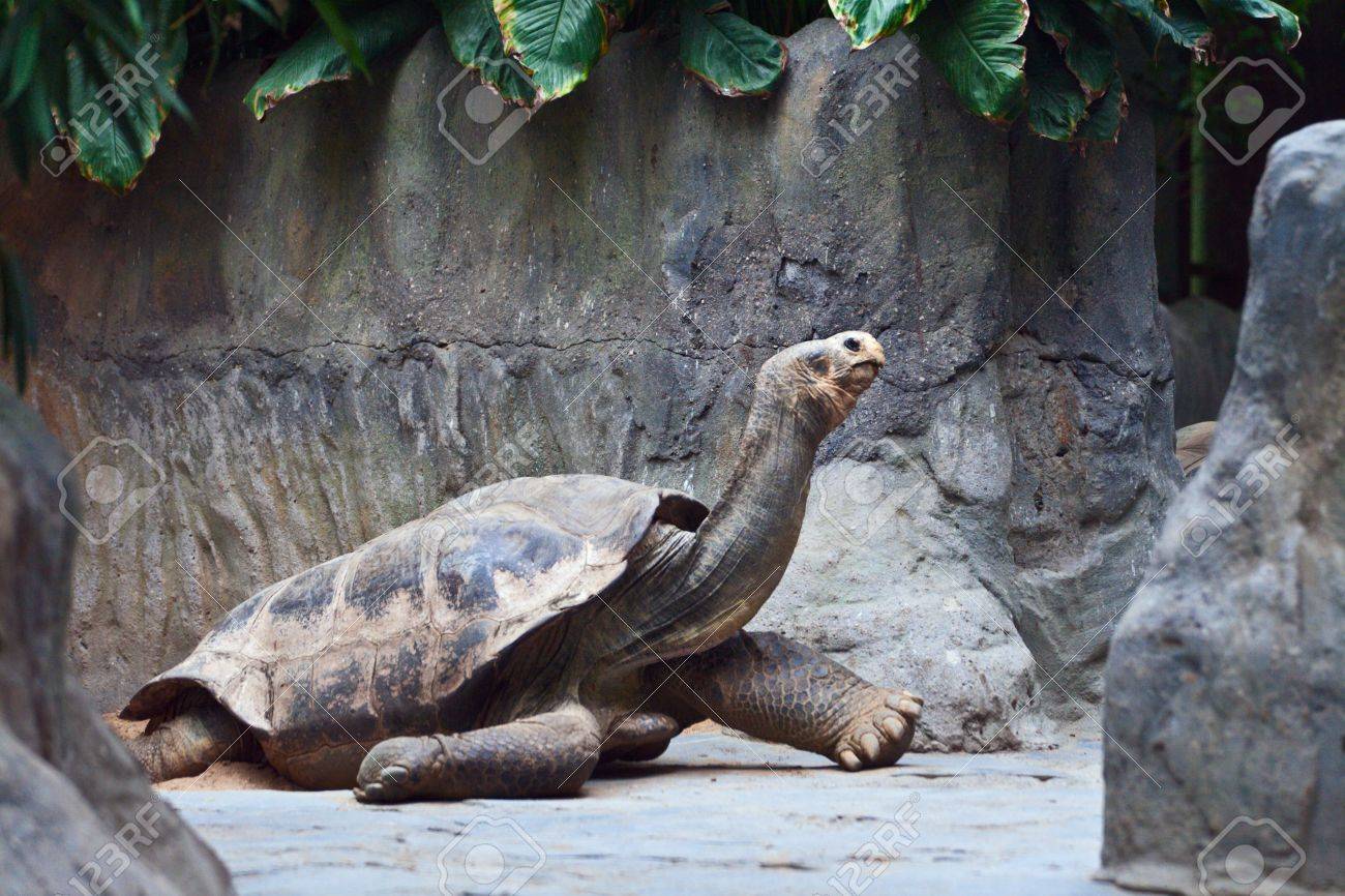 Big Grey Brown Tortoise Creep On Rock It Has Long Neck Stock Photo Picture And Royalty Free Image Image