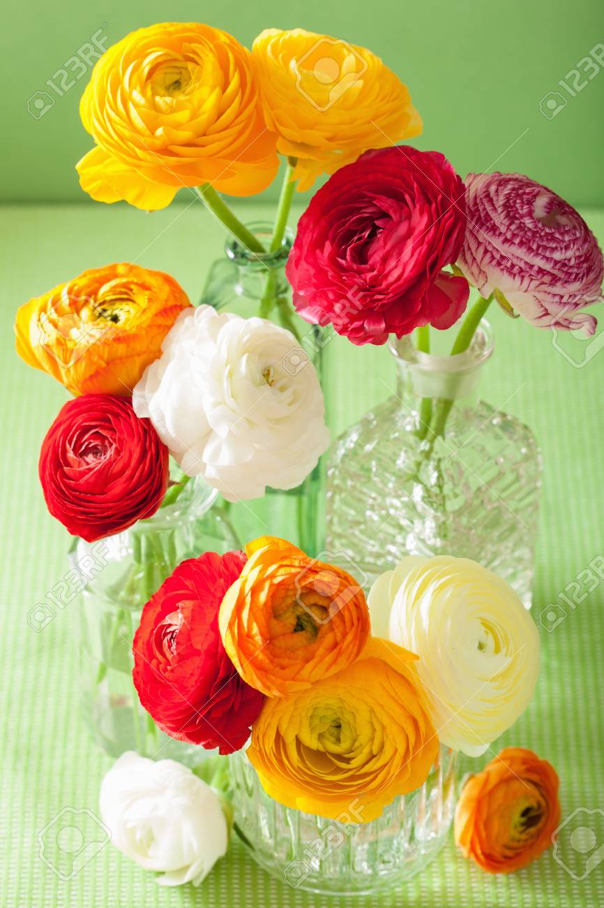 緑の背景の上の花瓶にカラフルなラナンキュラスの花 の写真素材 画像素材 Image