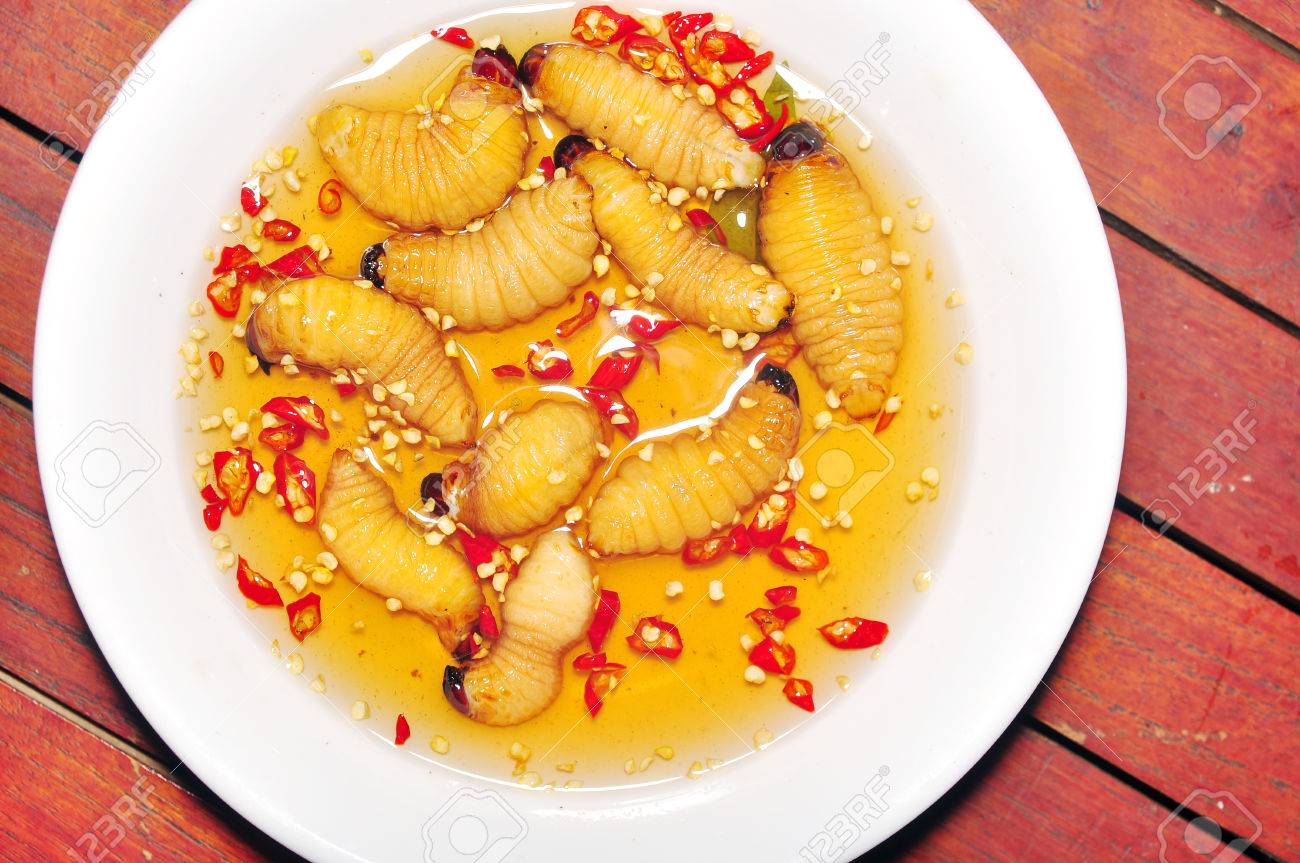 レッド パーム ゾウムシの幼虫またはココナッツ ワームまたはビンズオン ドゥアやサゴ ワーム ヤシオオオサゾウムシ ベトナムから の写真素材 画像素材 Image