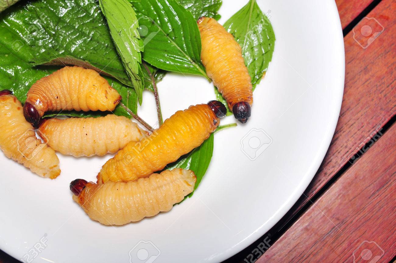 レッド パーム ゾウムシの幼虫またはココナッツ ワームまたはビンズオン ドゥアやサゴ ワーム ヤシオオオサゾウムシ ベトナムから の写真素材 画像素材 Image