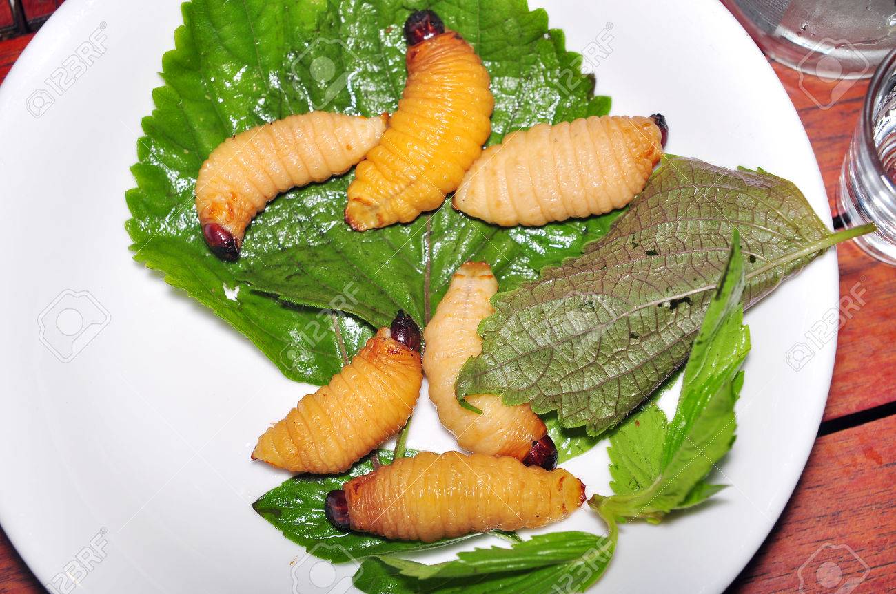 レッド パーム ゾウムシの幼虫またはココナッツ ワームまたはビンズオン ドゥアやサゴ ワーム ヤシオオオサゾウムシ ベトナムから の写真素材 画像素材 Image