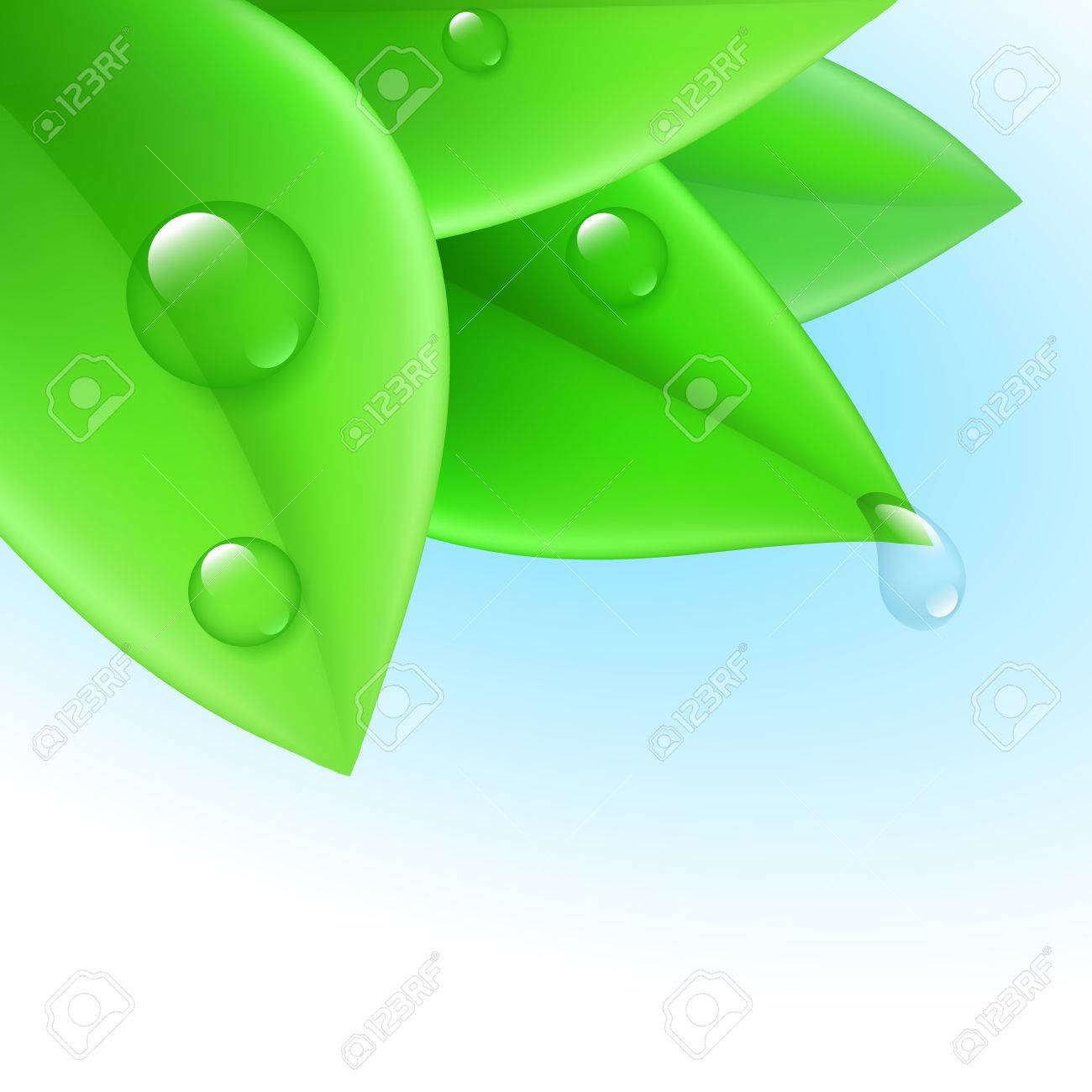 Pure Transparent Water Drops On Green Leaves Royalty Free Cliparts Vectors And Stock Illustration Image