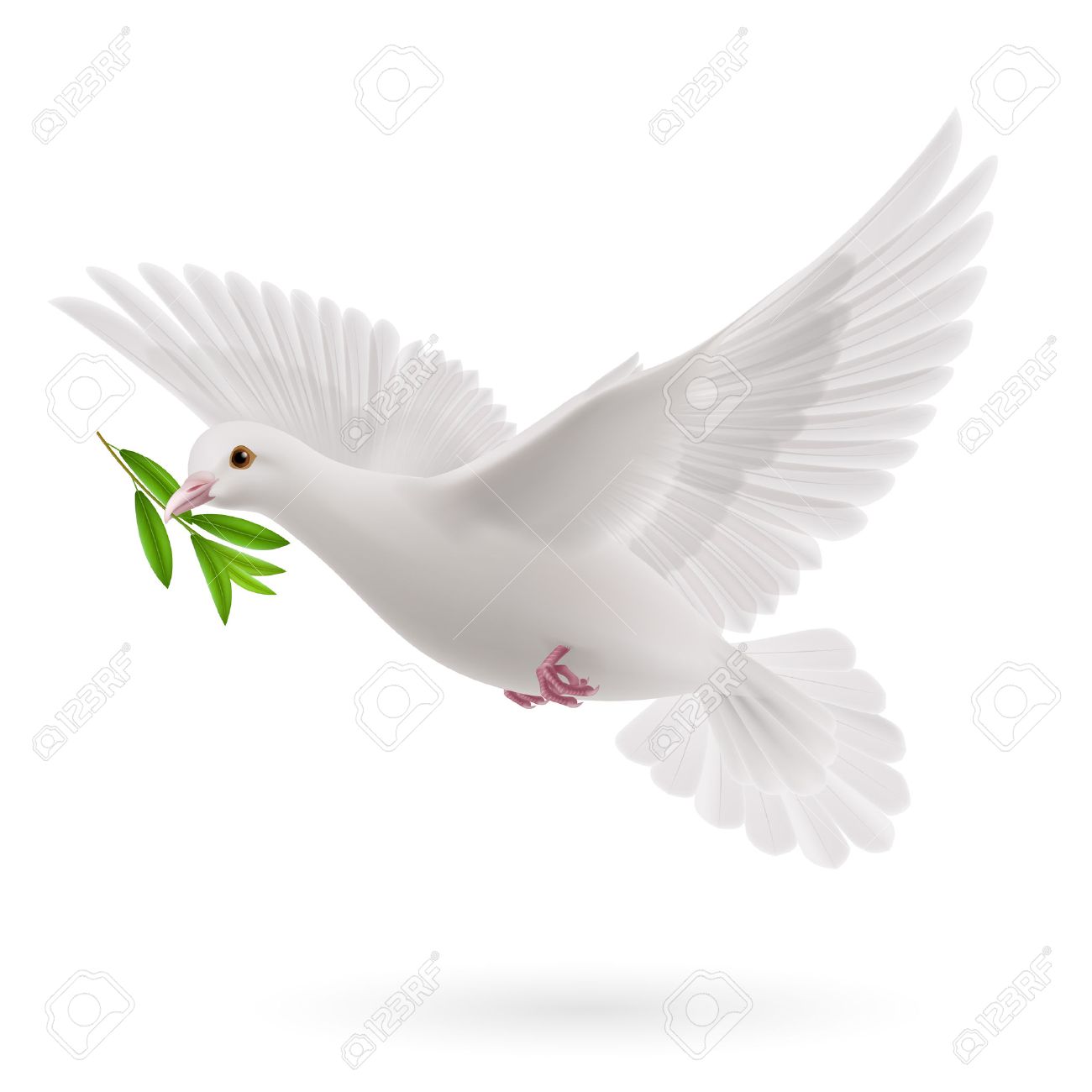 Resultado de imagen de paloma de la paz olivo