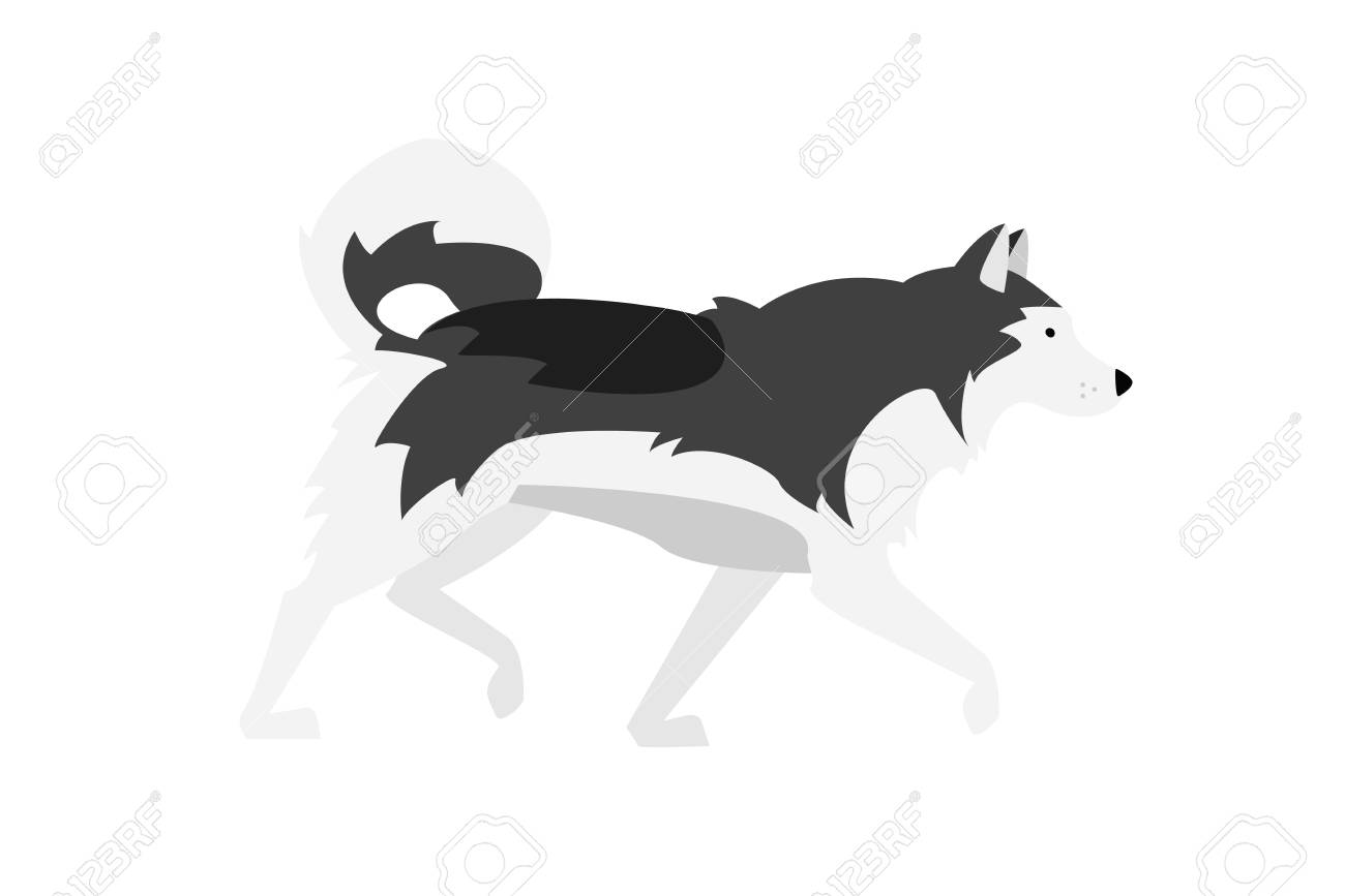 Alaskan Malamute Vector Illustration: Black, Gray And White Dog - Nordic  Breed. Royalty Free SVG, Cliparts, Vectors, and Stock Illustration. Image  95855220., image size:1300x867