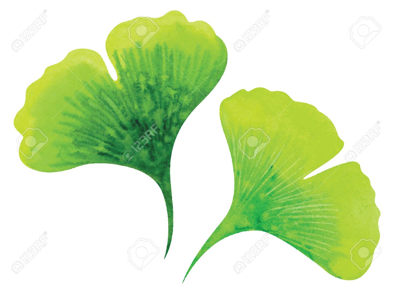 ginkgo leaves watercolor vector illustration royalty free cliparts