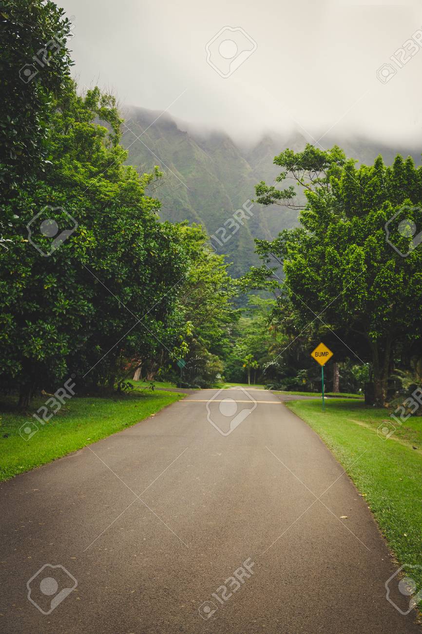 Road In Botanical Garden On Misty Day Oahu Island Hawaii