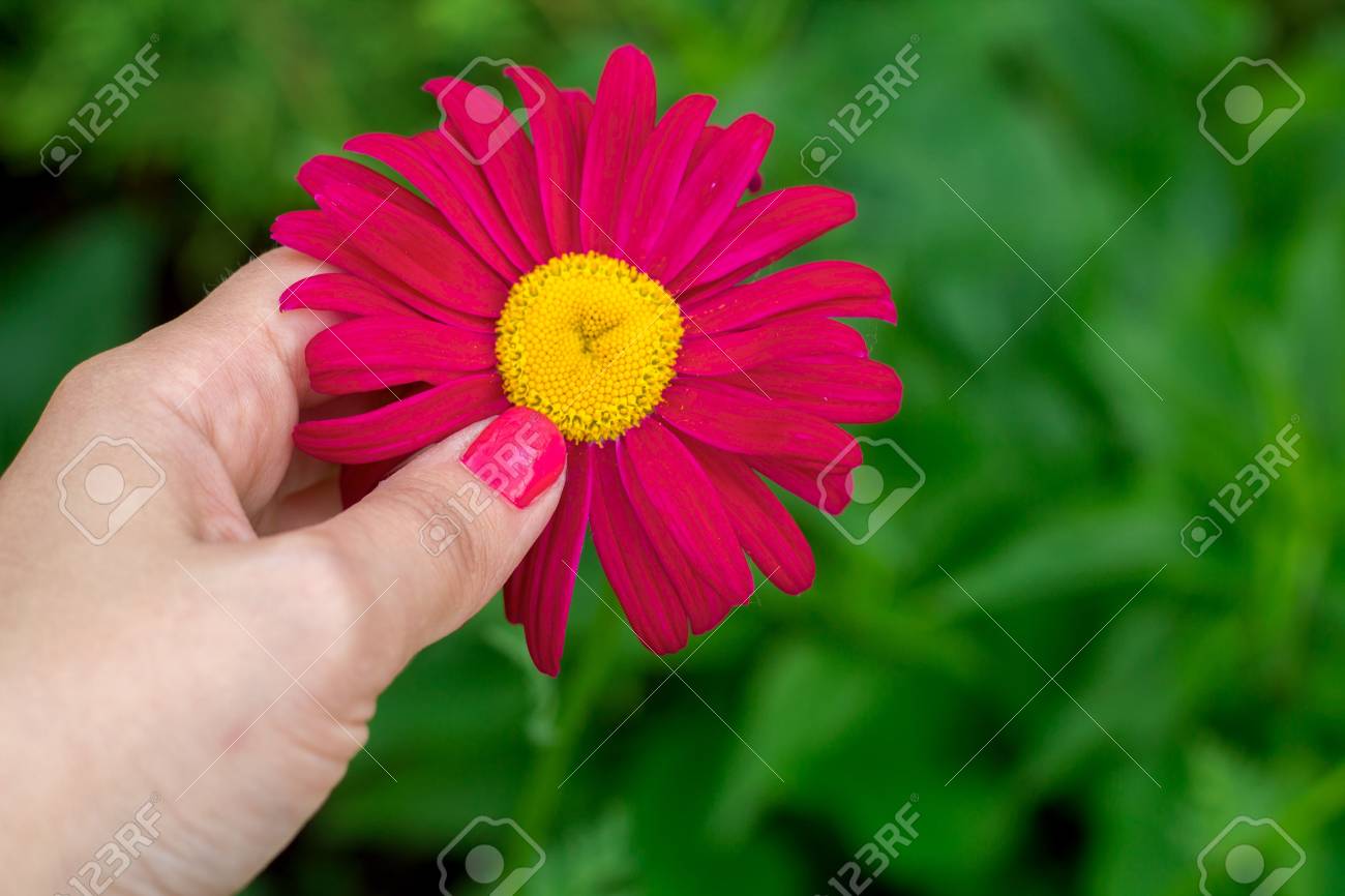 Mao Da Garota Com Manicure Vermelho Segurando Flor Vermelha Fotos Retratos Imagenes Y Fotografia De Archivo Libres De Derecho Image 80827265